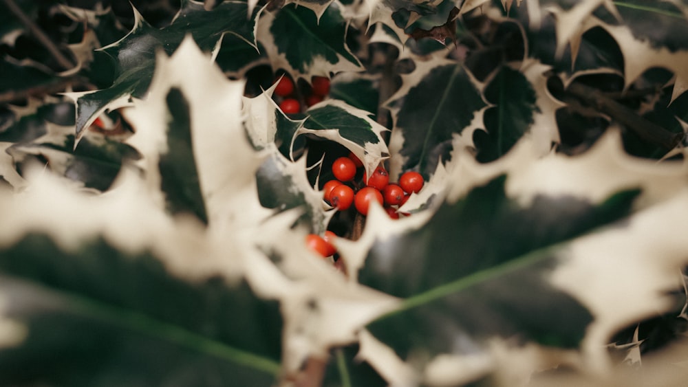 a close up of a holly plant with red berries