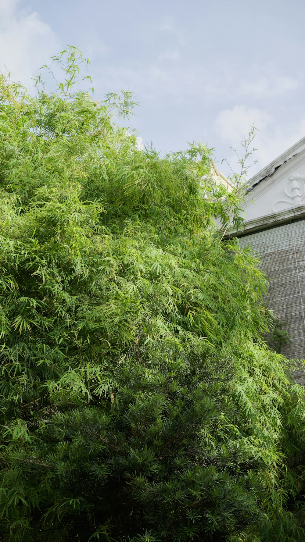 a green bush next to a building with a clock on it