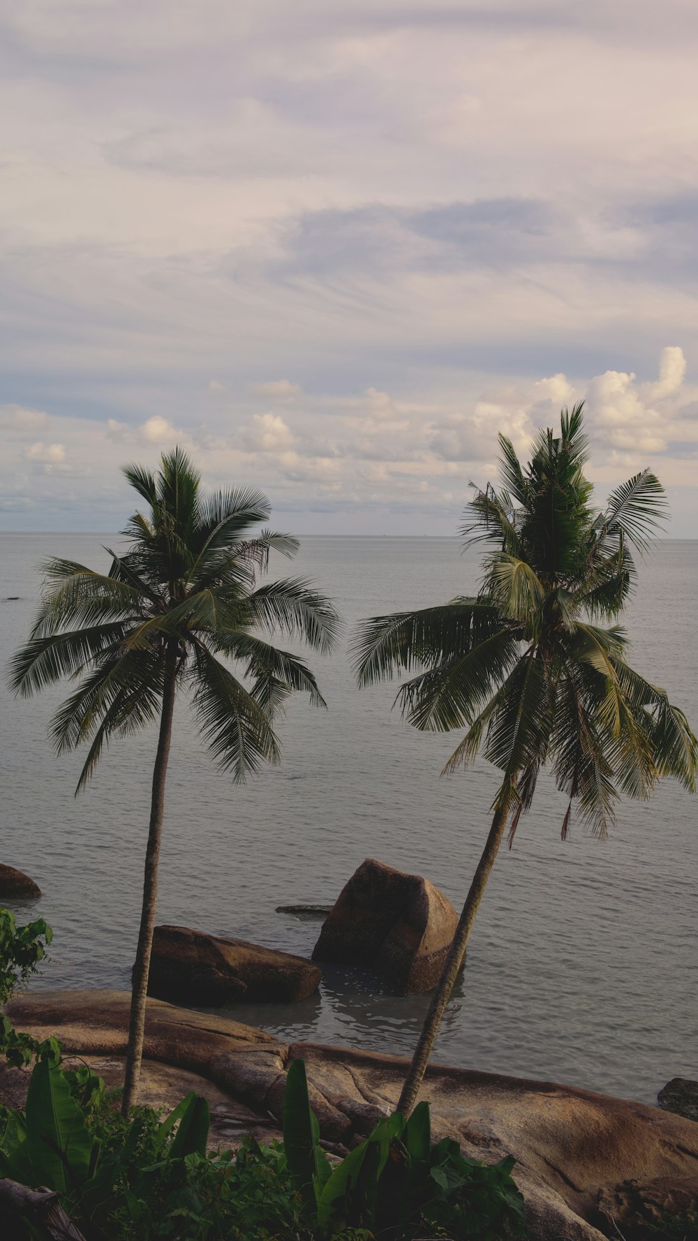 a couple of palm trees sitting on top of a beach