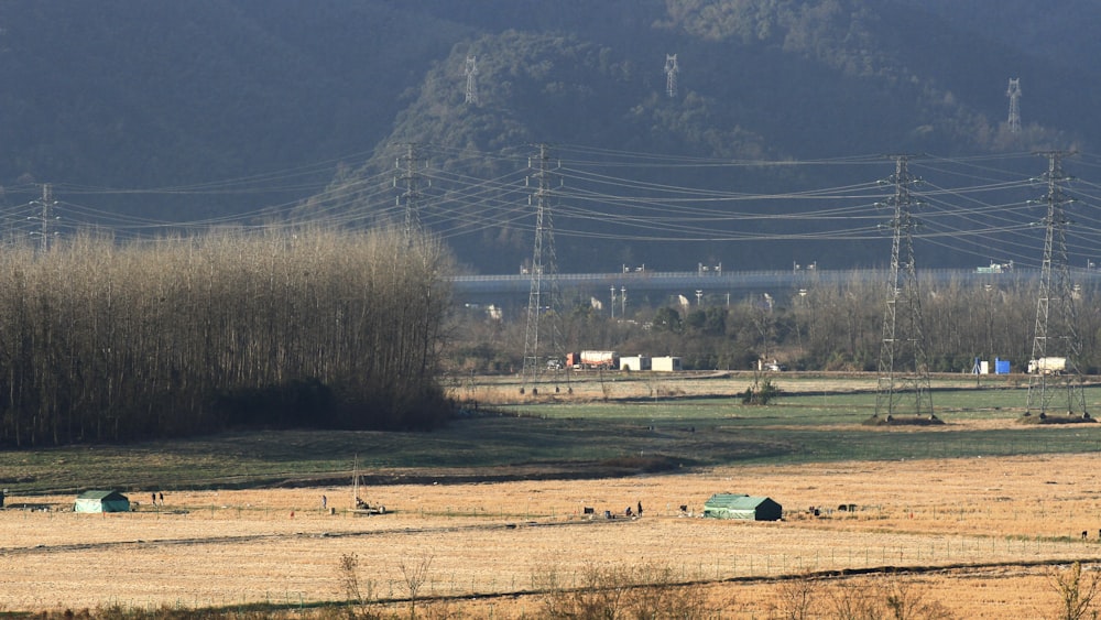 a large field with a bunch of animals in it