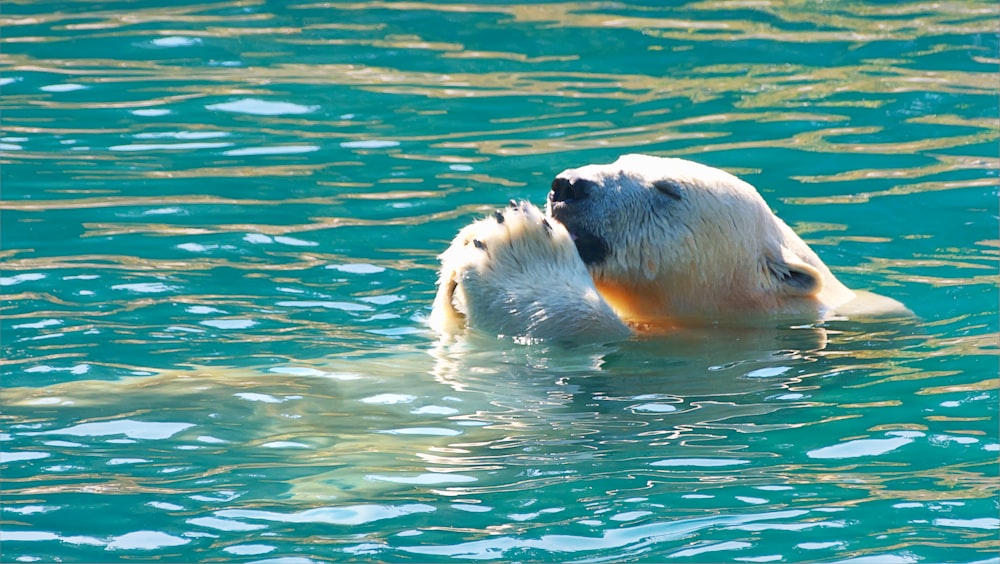 a polar bear is swimming in the water