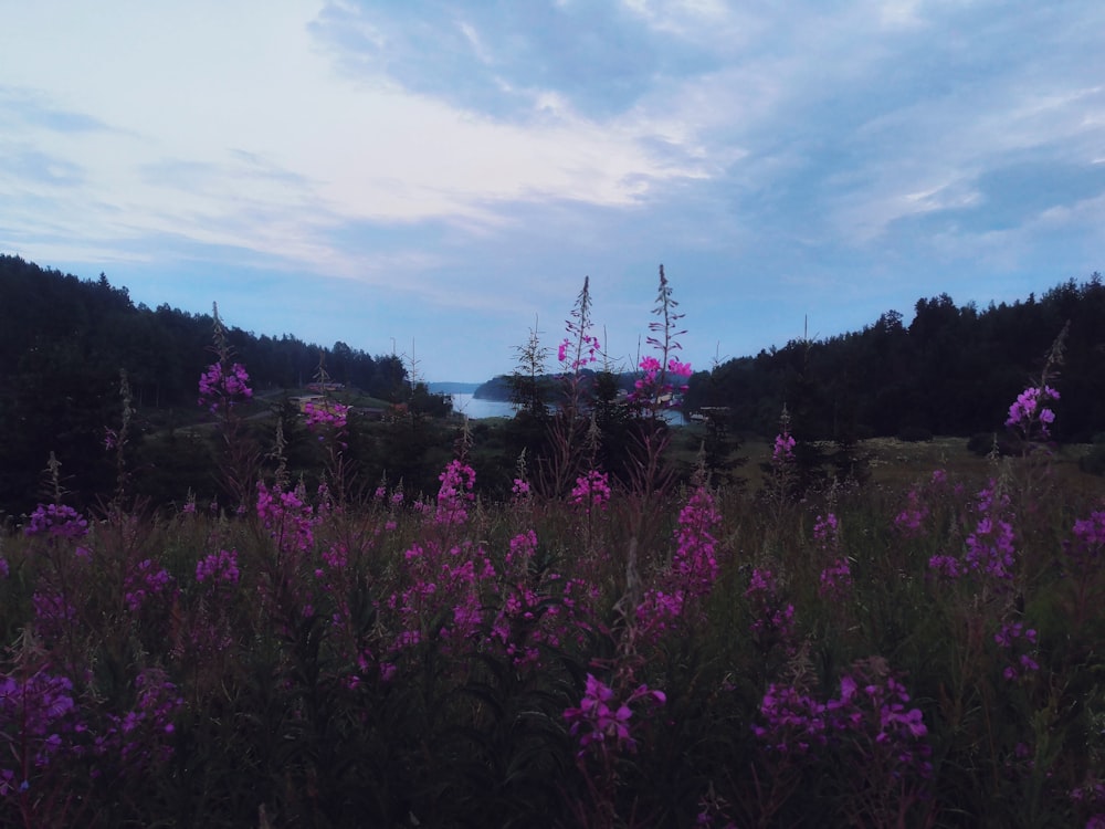 a field of purple flowers with a lake in the background