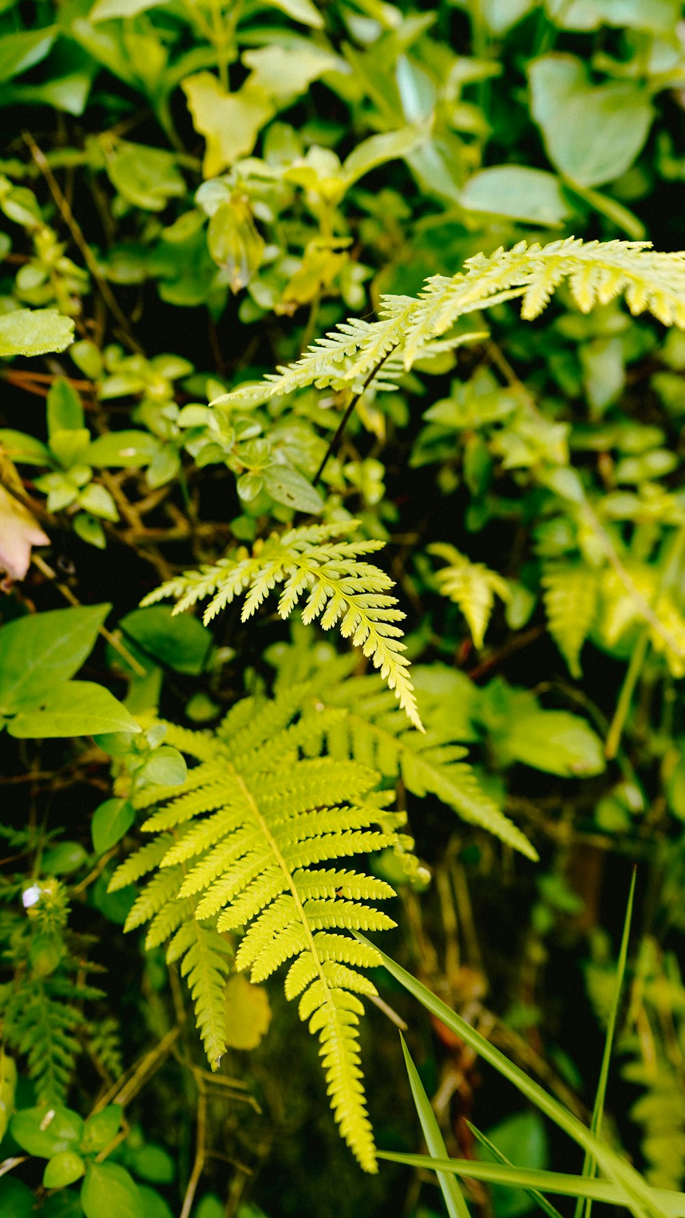 a close up of a green plant with leaves