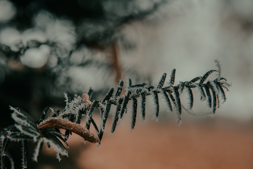 a close up of a leaf on a tree