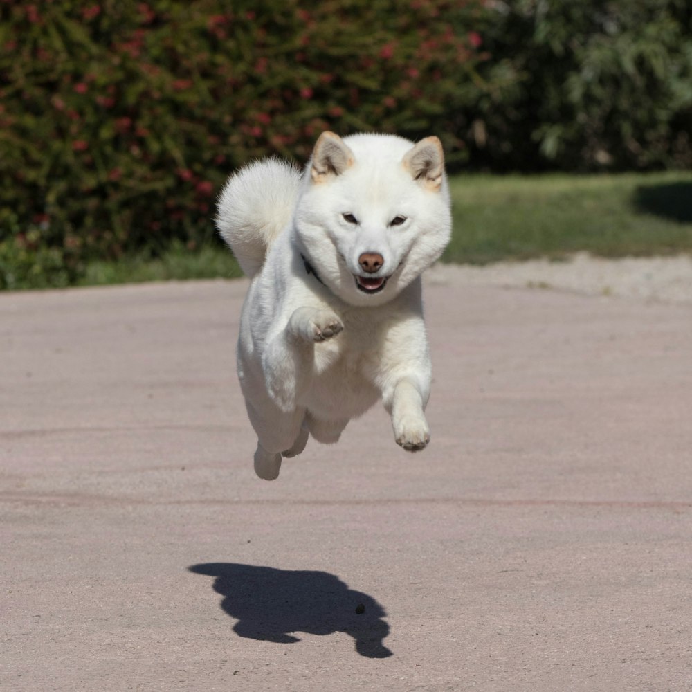 白い犬が空中を飛び跳ねている