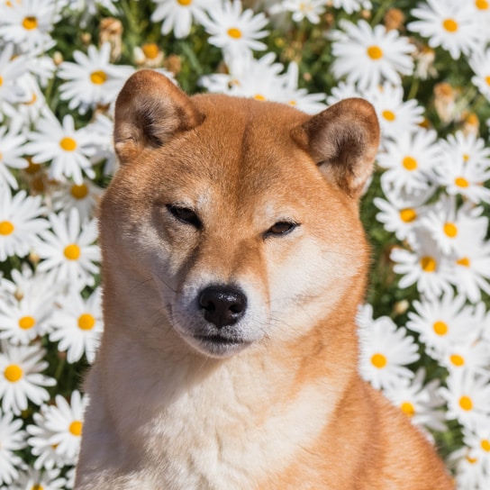 a close up of a dog in front of a bunch of flowers