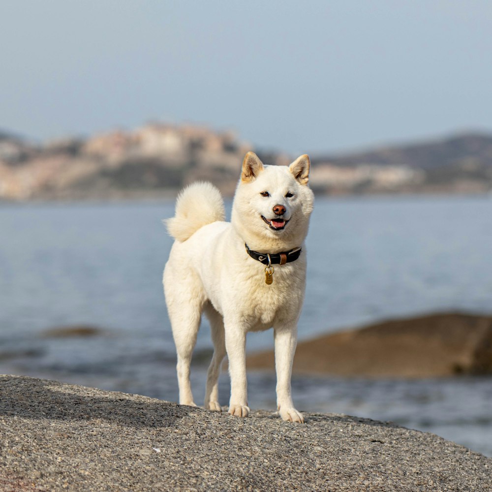 a white dog standing on top of a large rock