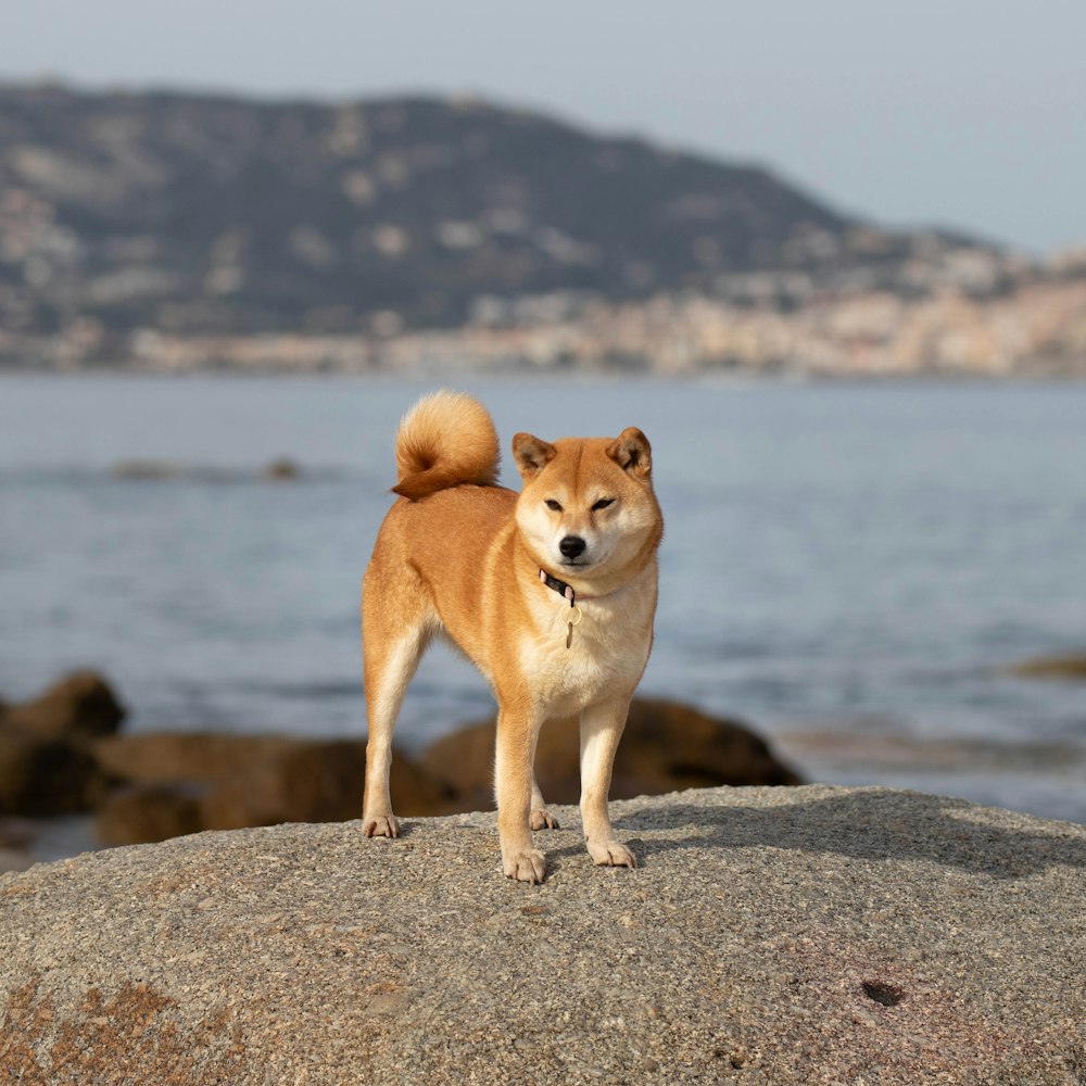 a dog standing on top of a rock near the ocean