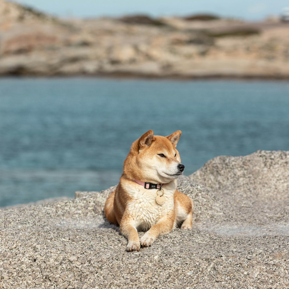 a dog sitting on top of a rock next to a body of water