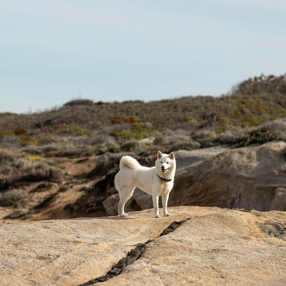 a white dog standing on top of a large rock