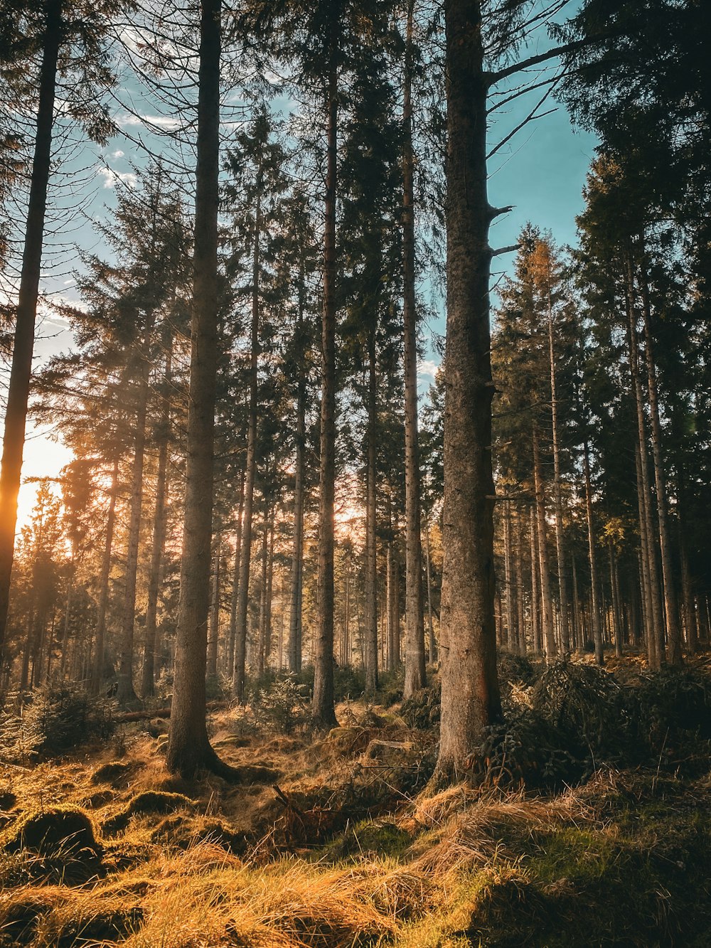 the sun is shining through the trees in the forest