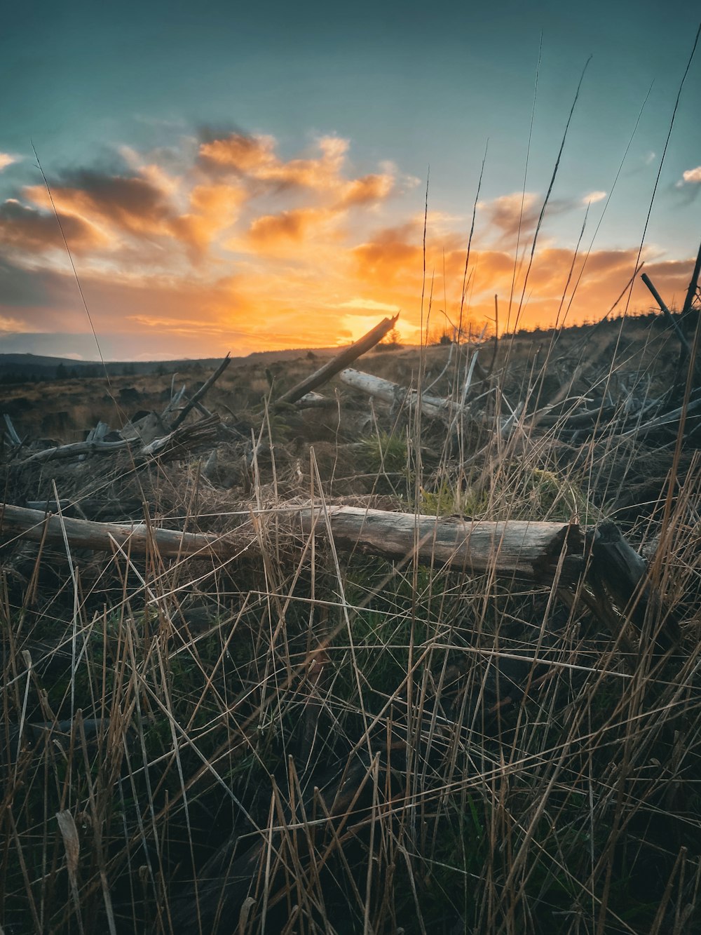 Die Sonne geht über einer Wiese unter