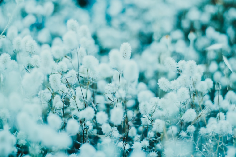 a bunch of white flowers that are in the grass