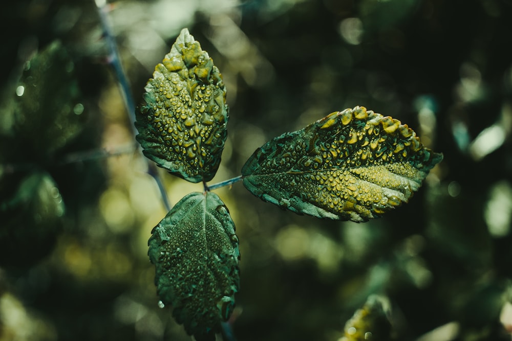 a green leaf with drops of water on it