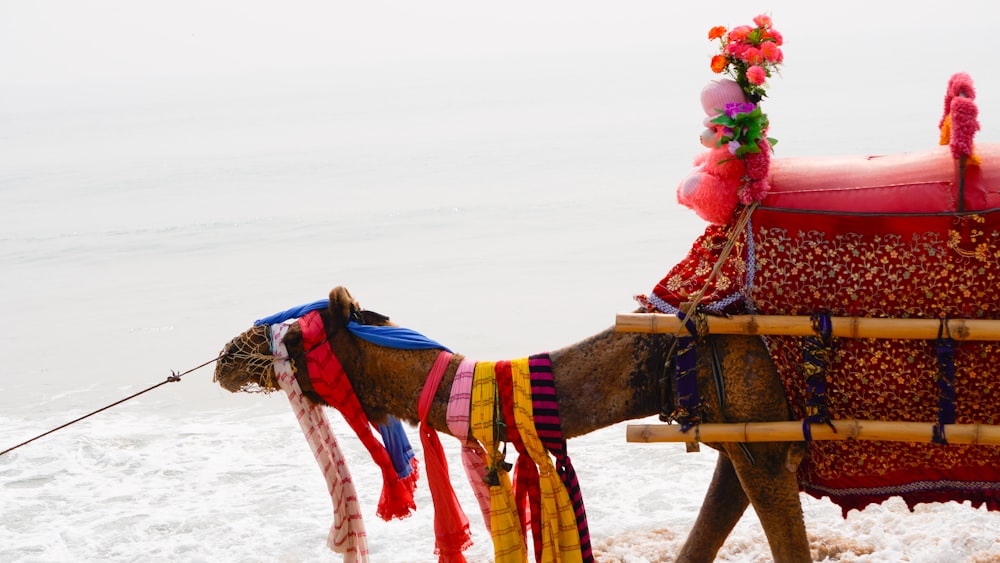 a decorated camel is walking on the beach