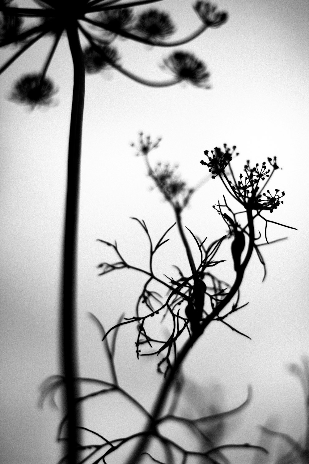 una foto in bianco e nero di una pianta