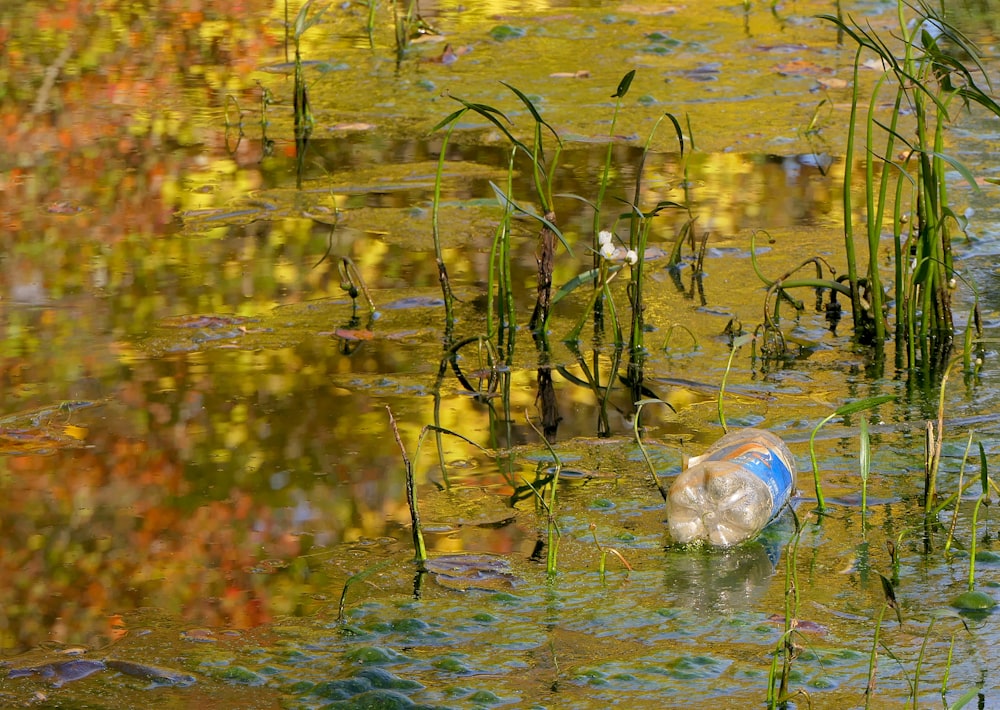 a blue and white object floating in a pond of water