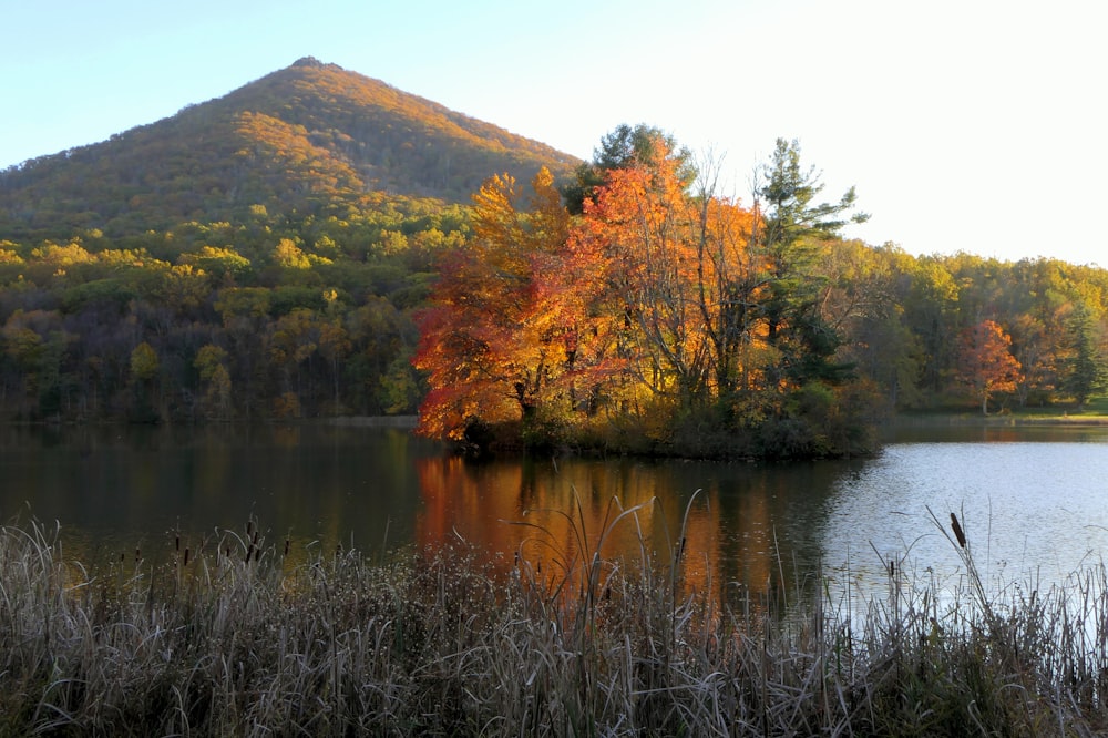 a lake surrounded by tall grass and trees