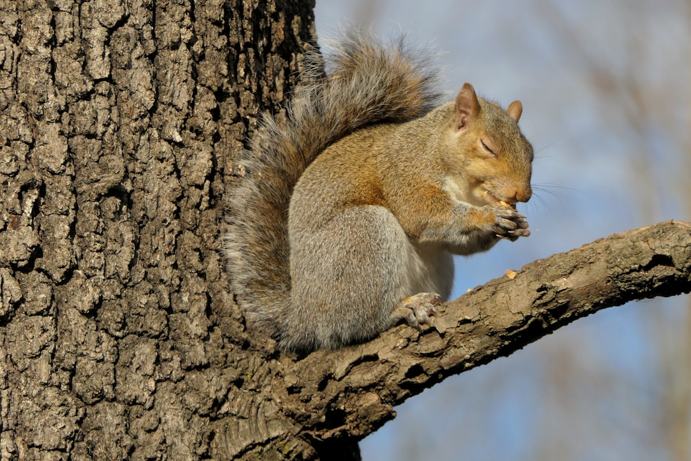 a squirrel is sitting on a tree branch