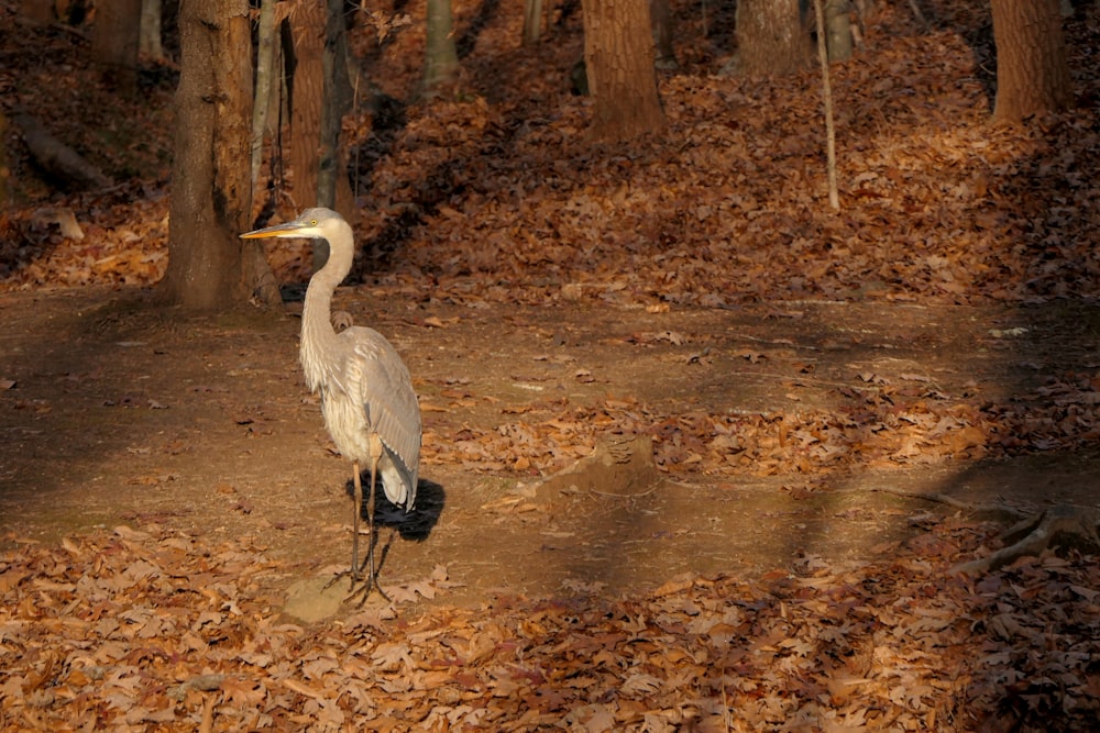 a large bird standing in the middle of a forest