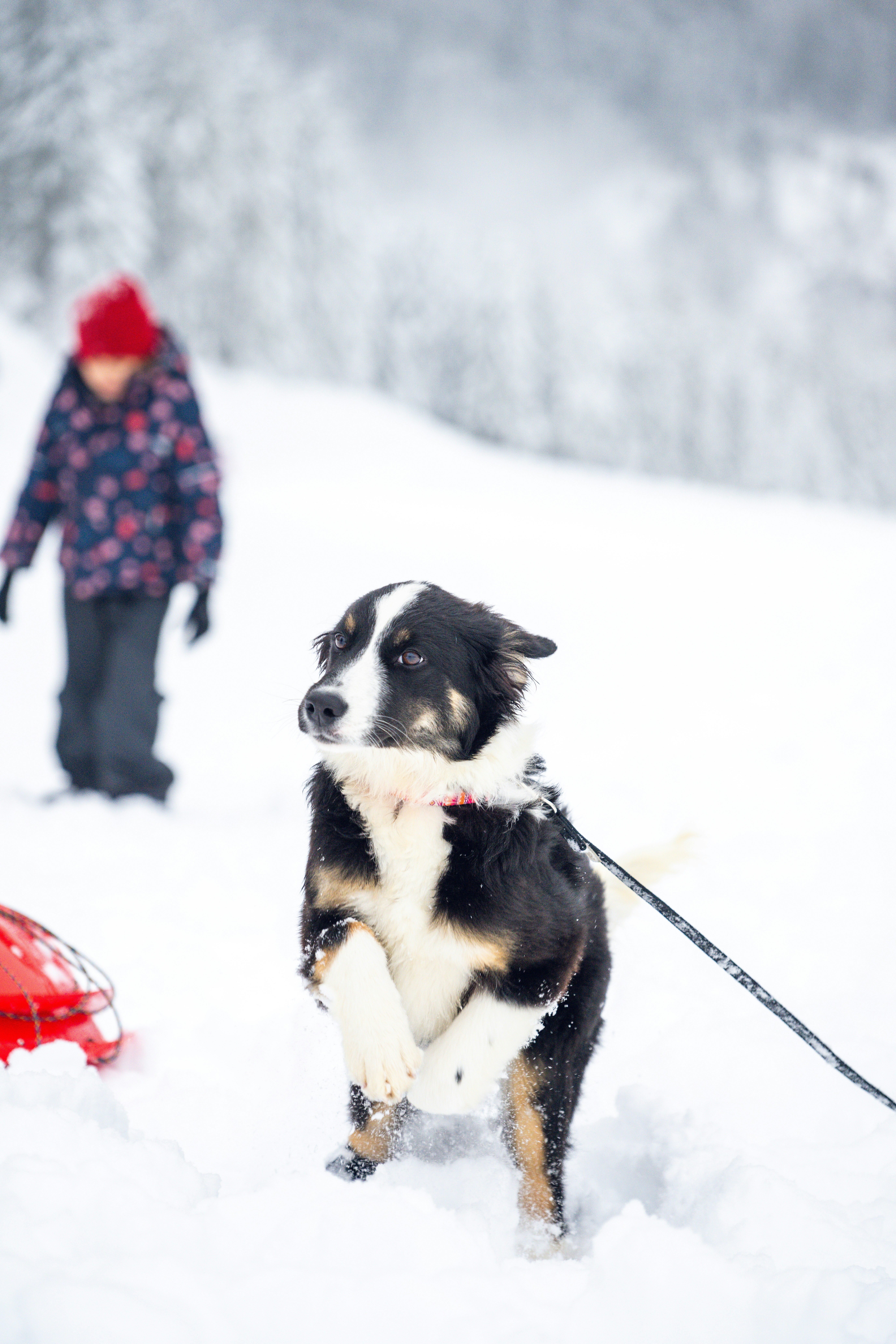 a black and white dog on a leash in the snow