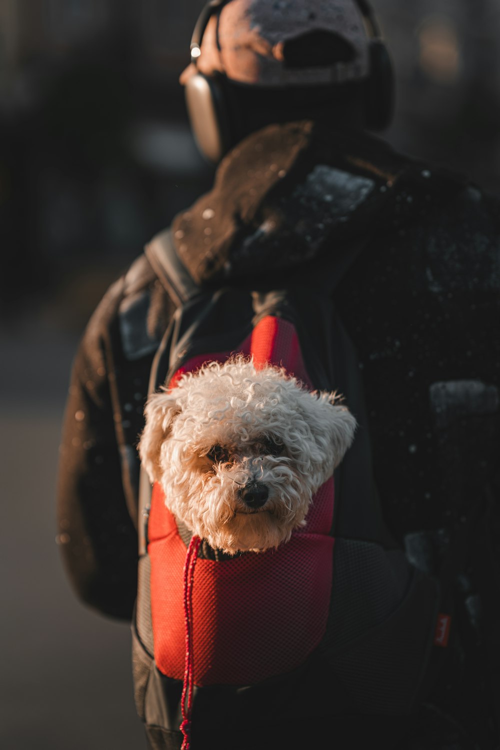 a small white dog in a red backpack