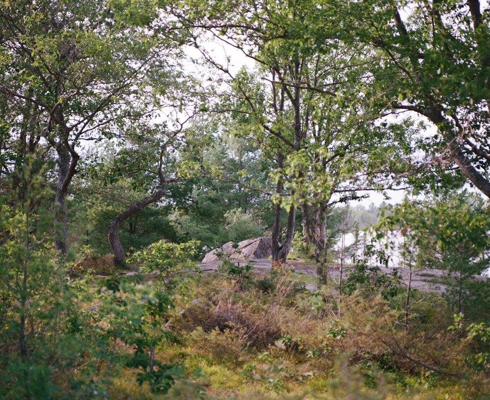 a giraffe standing in the middle of a forest