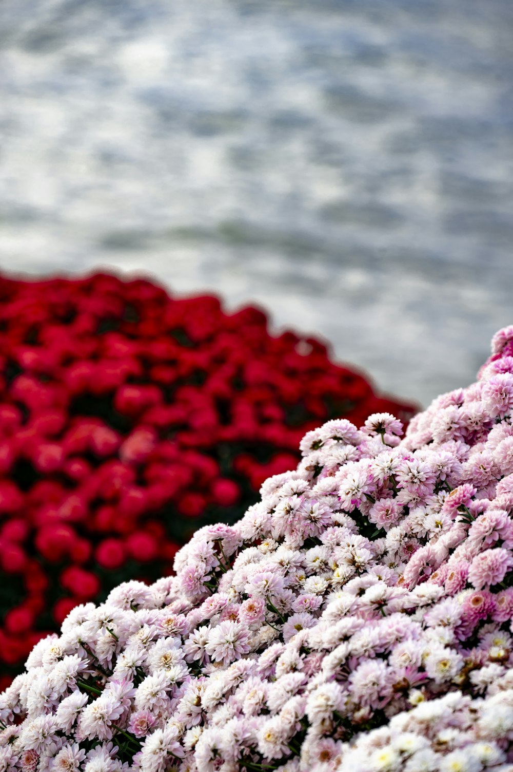 a bunch of flowers sitting next to each other