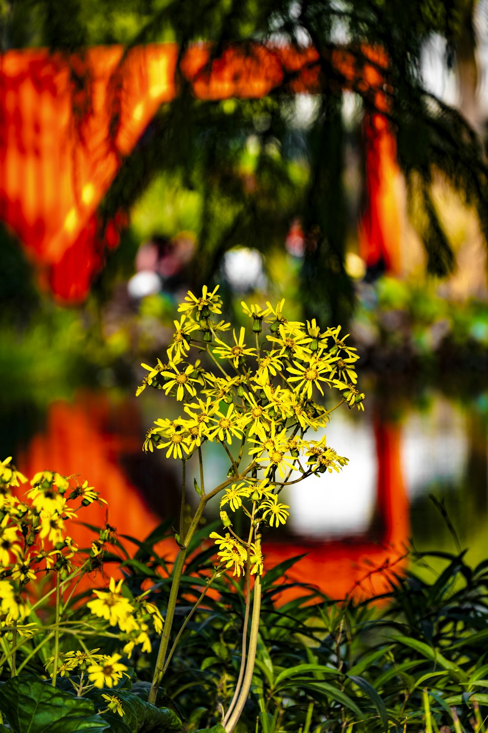 a yellow flower is in the foreground and a bridge in the background