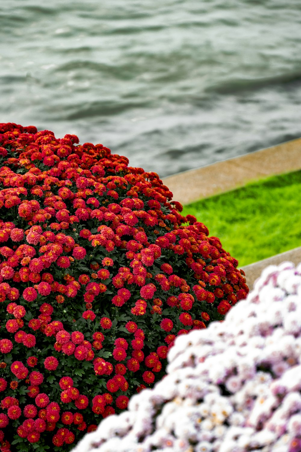 a bunch of flowers sitting next to a body of water