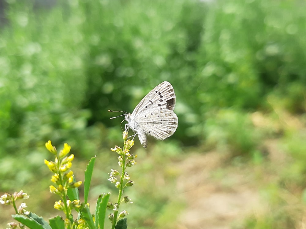 un papillon blanc assis au sommet d’une plante verte