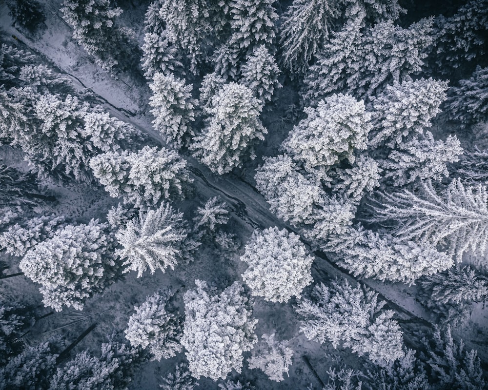 an aerial view of snow covered trees