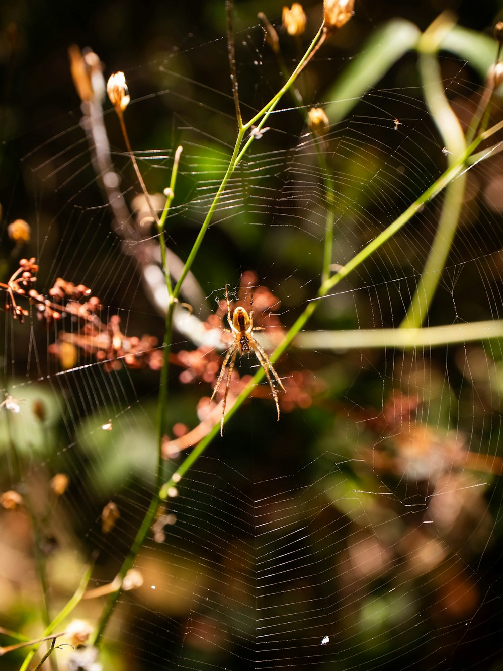 a close up of a spider web on a plant