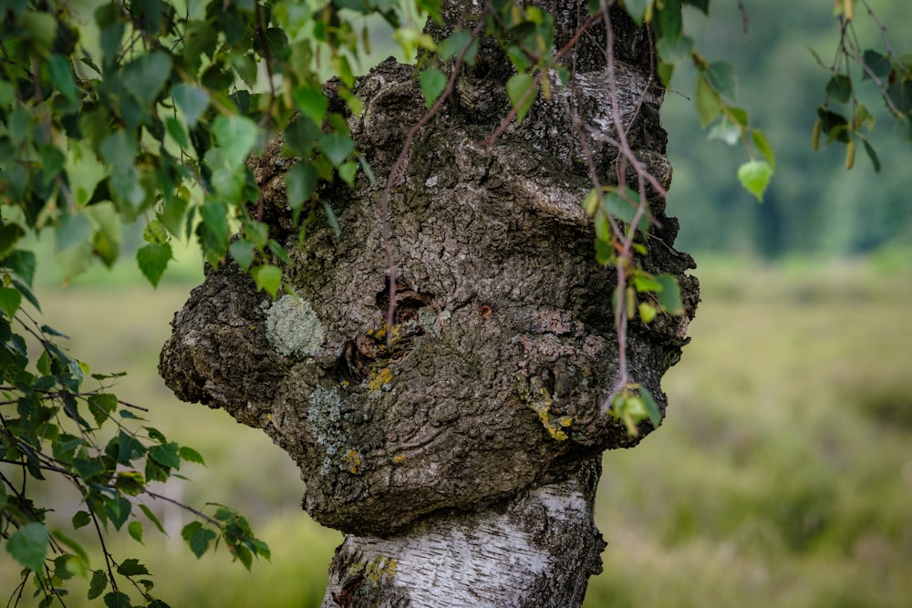 a tree that has a face on it
