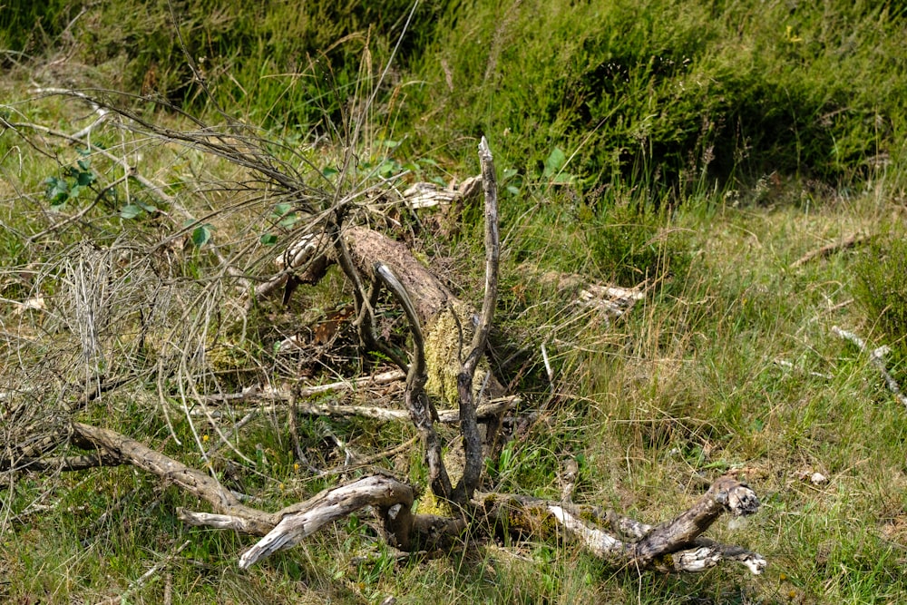 a dead tree in the middle of a field