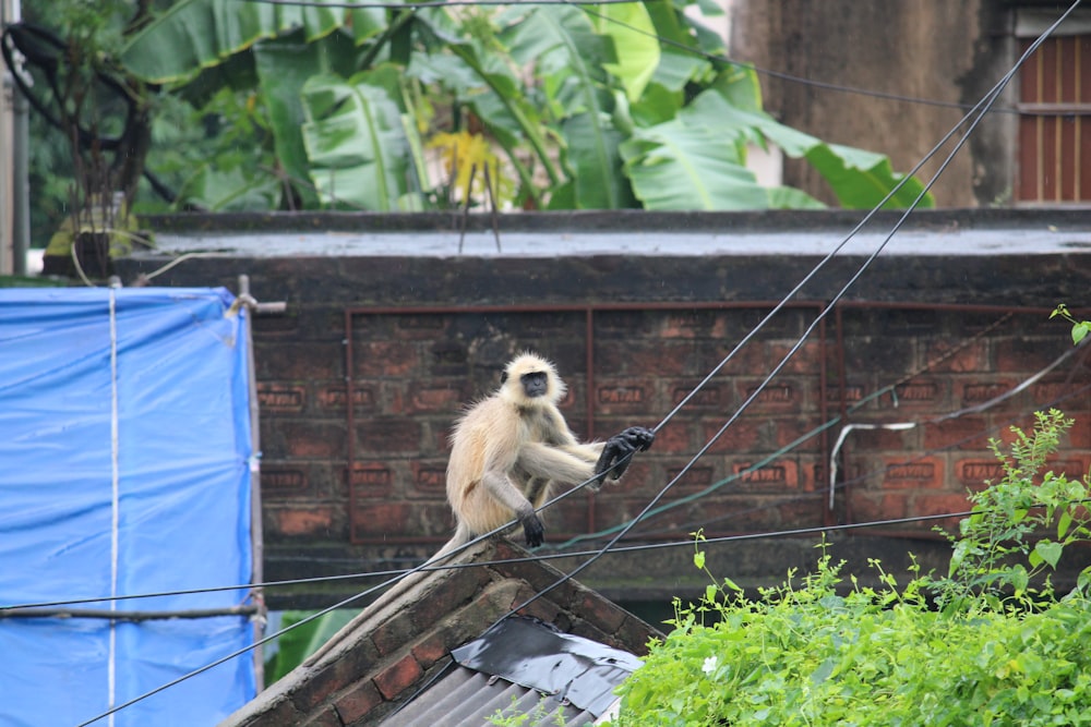 a monkey sitting on top of a roof