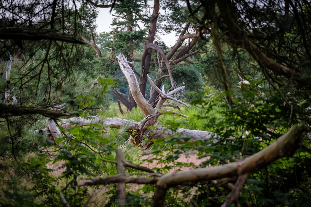 a very large tree in the middle of a forest