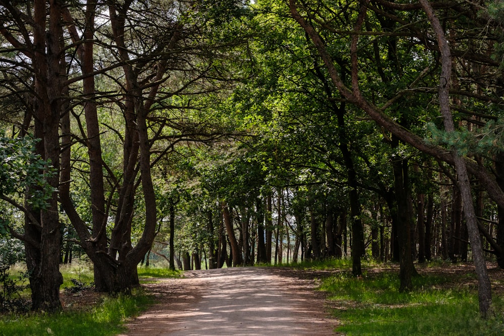 a dirt road surrounded by lots of trees