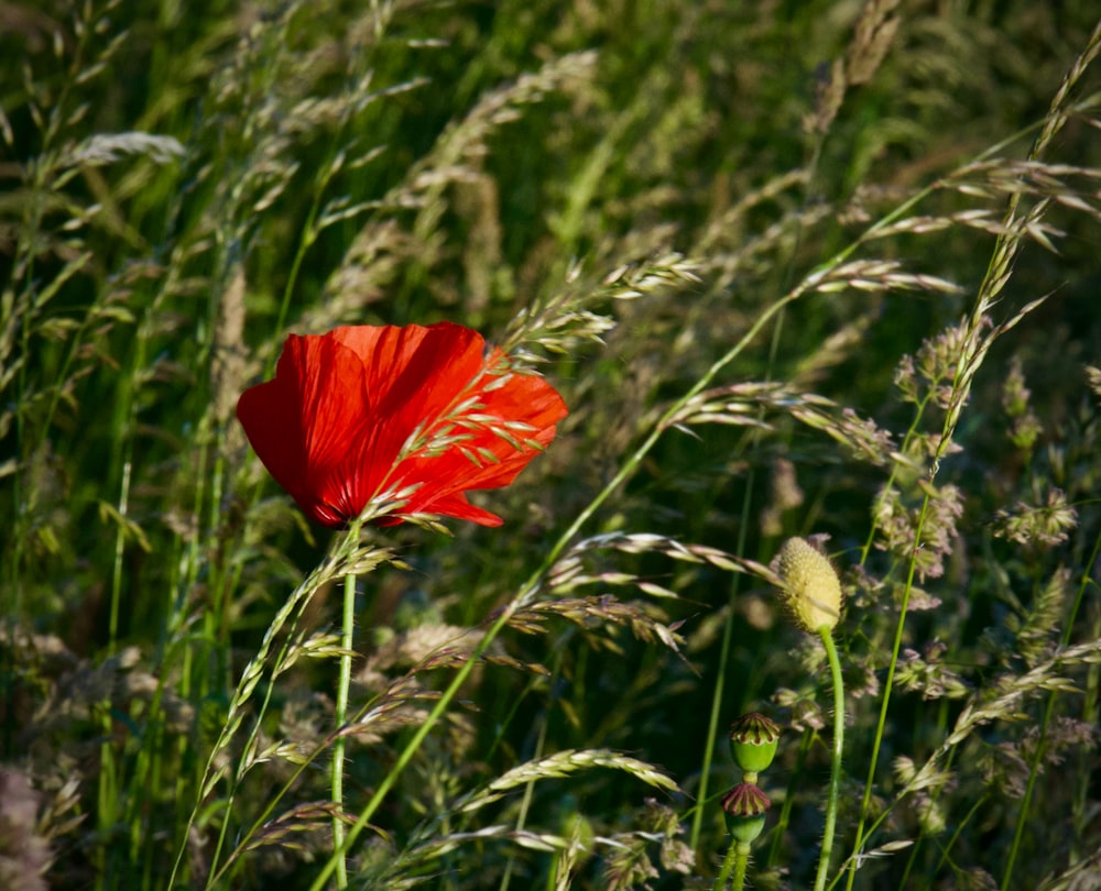 a red flower in a field of tall grass