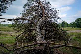 a tree that has fallen down in a field