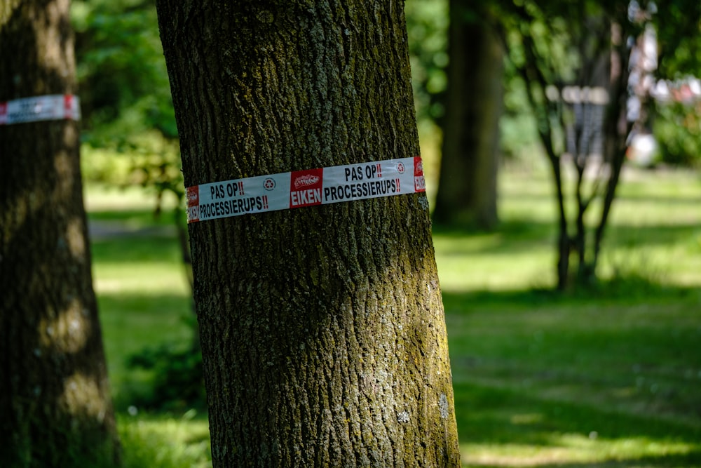 a couple of trees that are next to each other