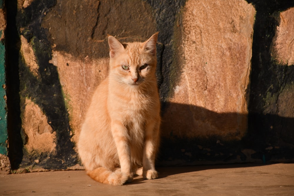 an orange cat sitting in front of a rock wall