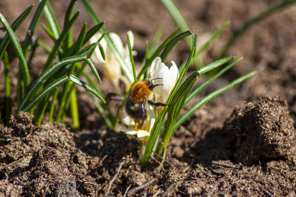 a bee sitting on top of a flower in the dirt