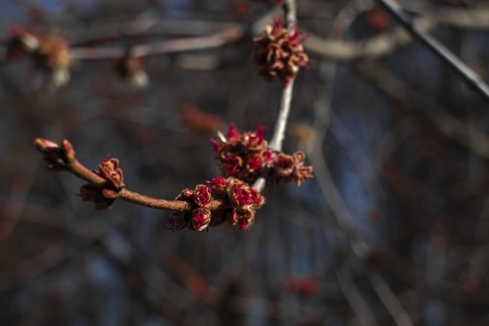 a close up of a tree branch with red flowers
