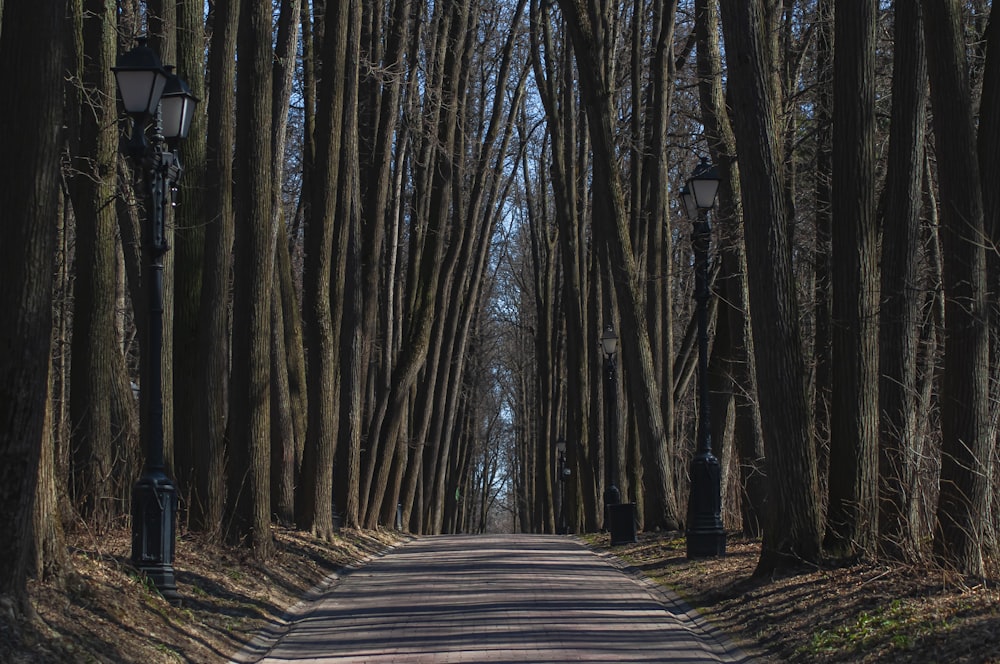 a street lined with trees and a lamp post