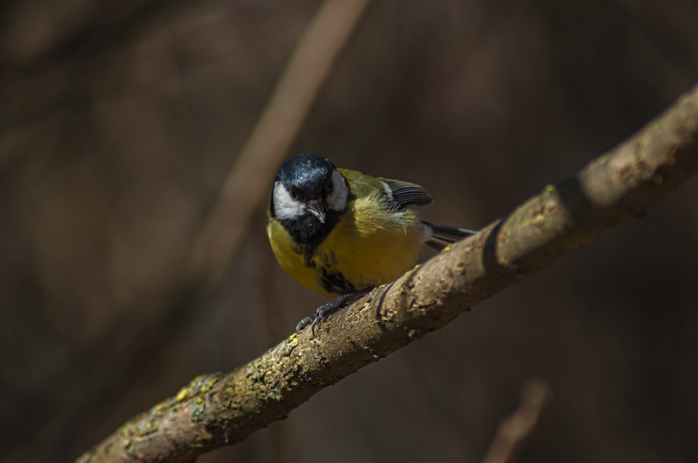 a small yellow and black bird perched on a tree branch