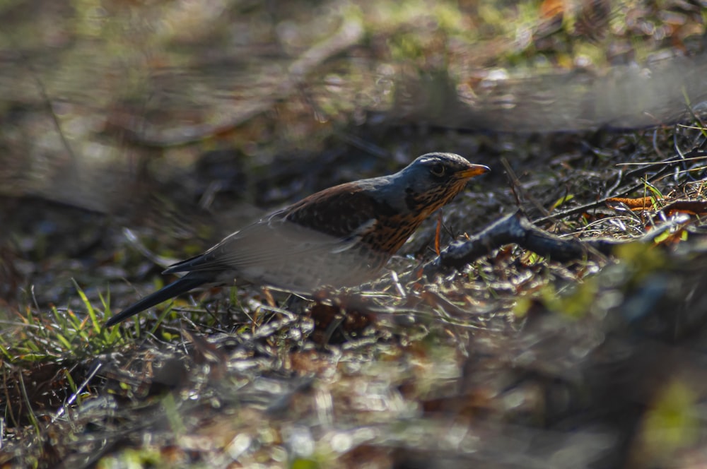 a small bird sitting on the ground in the grass