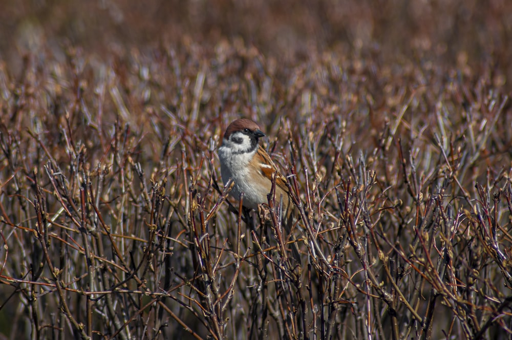 a small bird sitting on top of a tree branch