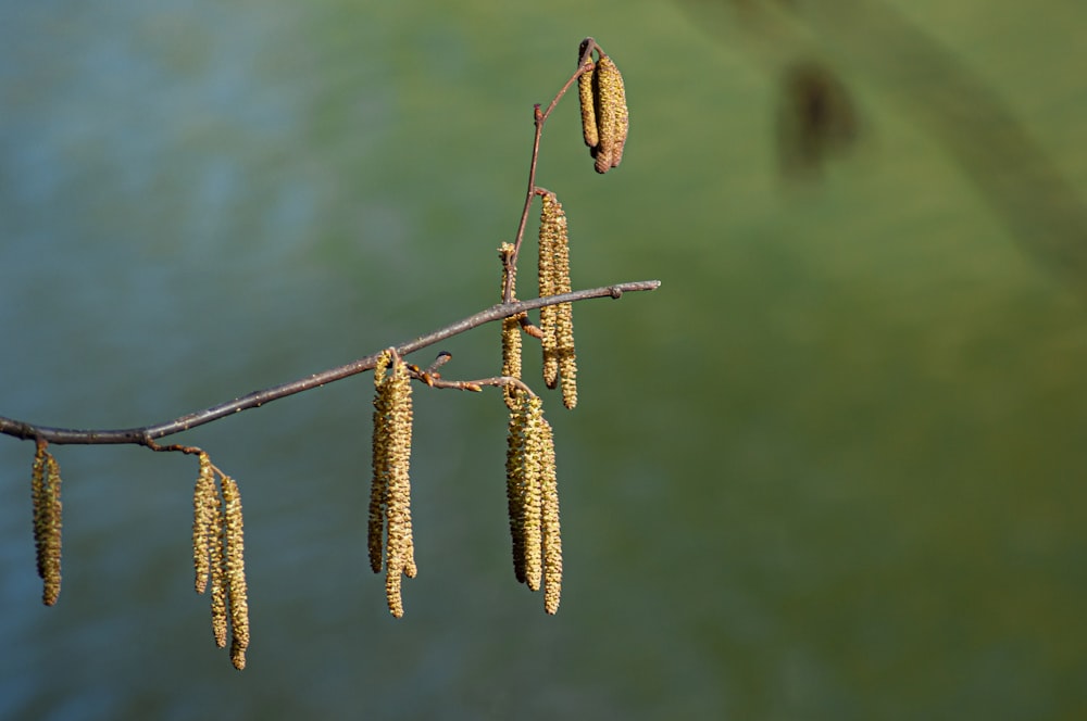 a branch of a tree with seed pods hanging from it