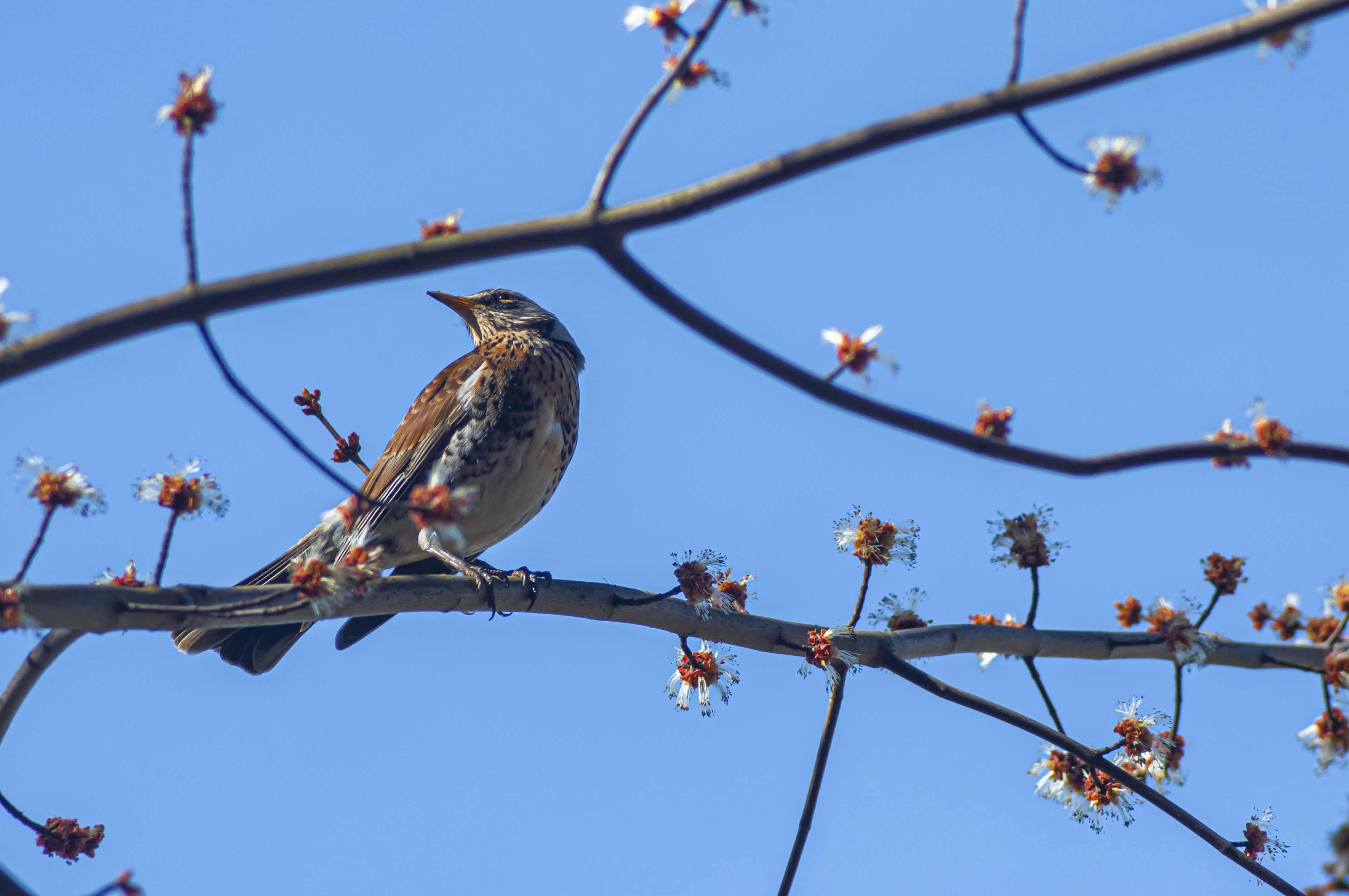 Photo by nikkitenkos